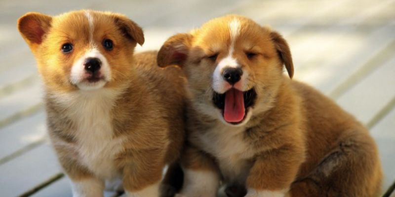 Mơ thấy chó đánh con gì 1 Chiêm bao thấy cún con là một điềm lành